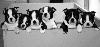  - Nos petits chiots Boston Terrier