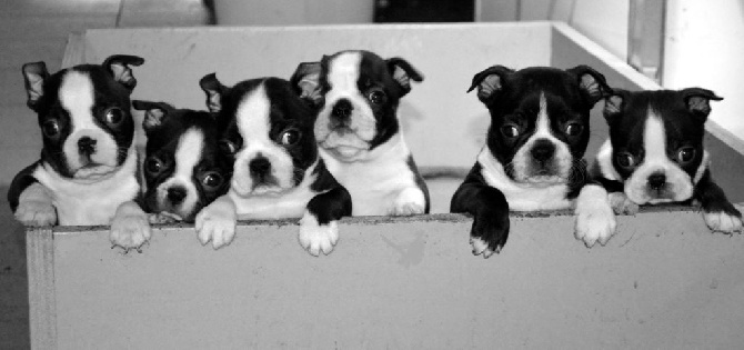 du domaine de la Grange - Nos petits chiots Boston Terrier