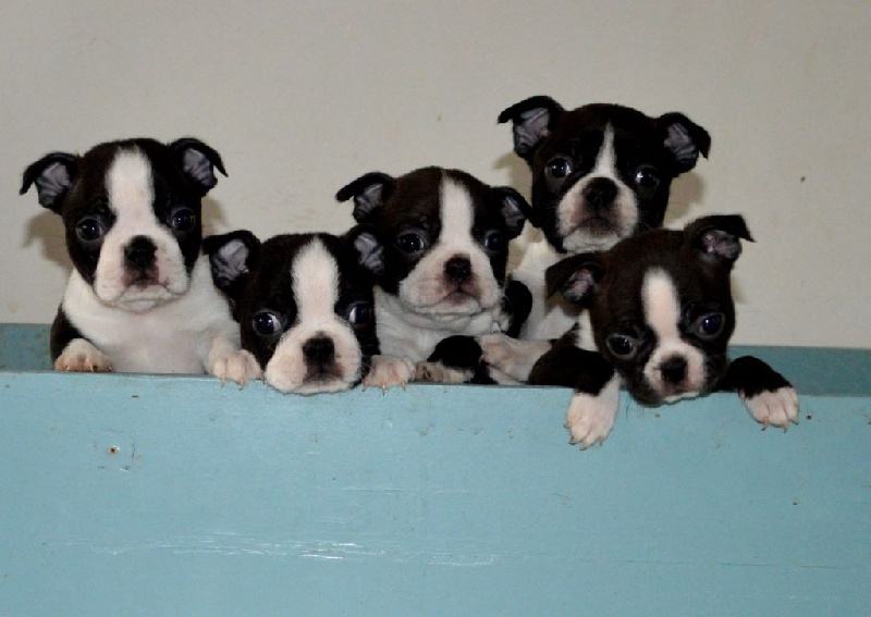 Chiot Boston Terrier du domaine de la Grange